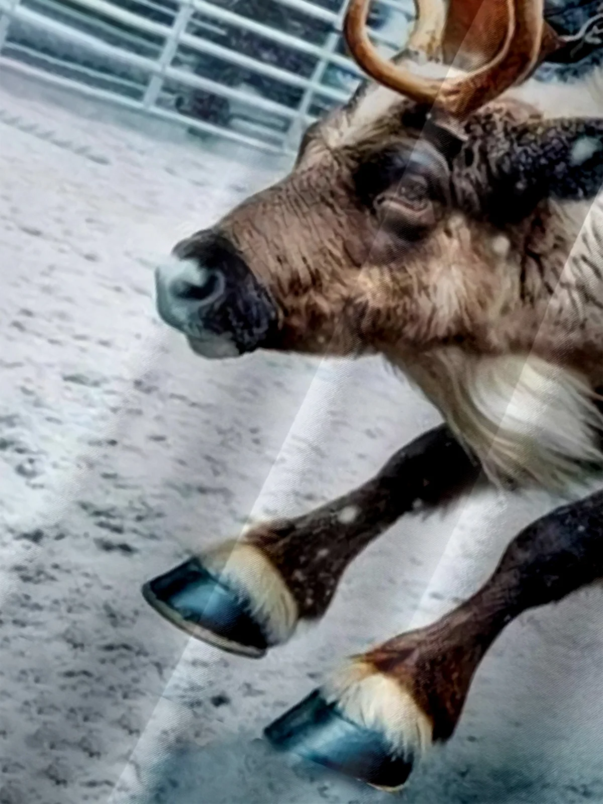 Moisture-wicking Wild Christmas Santa Cowboy Chest Pocket Hawaiian Shirt